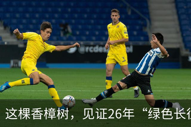 这棵香樟树，见证26年“绿色长征”